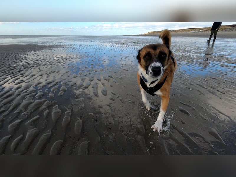 Sportlicher Anton sucht ein neues Zuhause