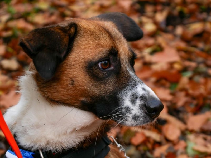 Sportlicher Anton sucht ein neues Zuhause