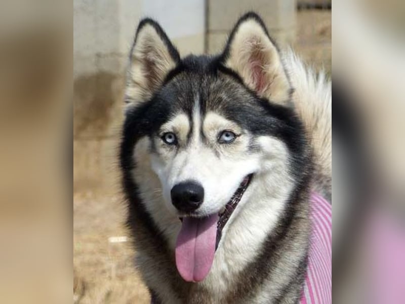 Freundliche und liebe Husky-Mix Dame Magnum mag alle Zwei-und Vierbeiner !
