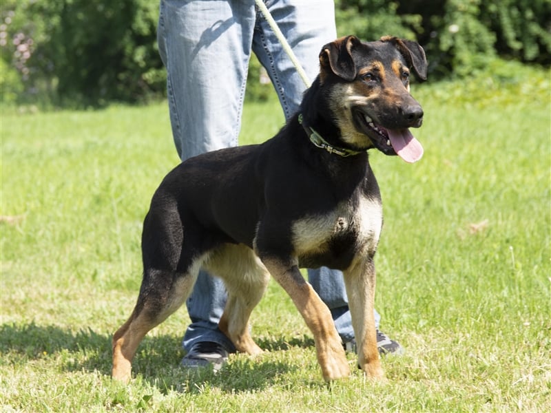 Eszti wurde ins Tierheim zurückgebracht, weil ihre Halter sie nicht auslasten konnten !