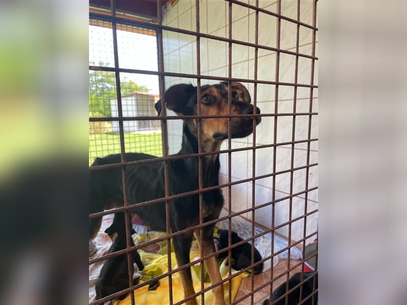 Kifli hat in ihrem jungen Leben nicht viel Gutes erleben dürfen und möchte jetzt endlich geli