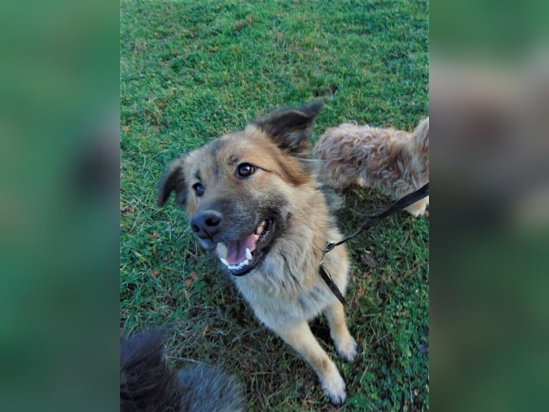 JESSY *bei unserer Pflegestelle in 46286 Dorsten*