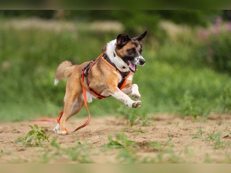 Sportlicher Anton sucht ein neues Zuhause