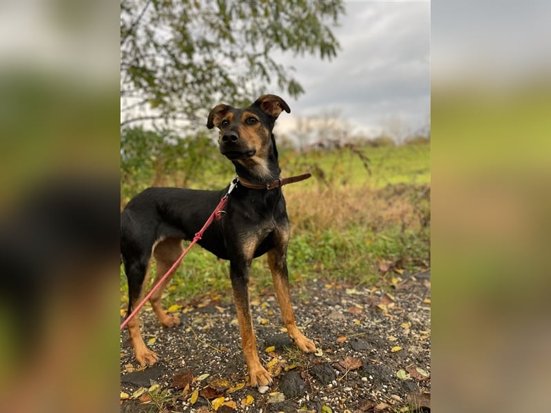 Kifli hat in ihrem jungen Leben nicht viel Gutes erleben dürfen und möchte jetzt endlich geli