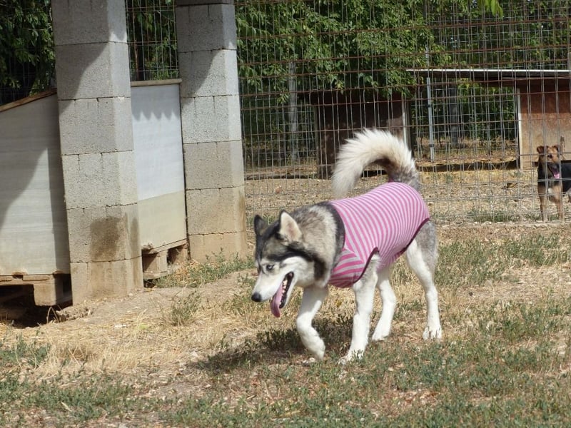 Freundliche und liebe Husky-Mix Dame Magnum mag alle Zwei-und Vierbeiner !