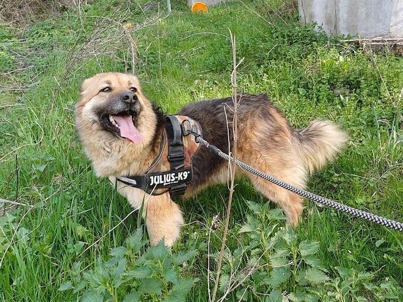 JESSY *bei unserer Pflegestelle in 46286 Dorsten*