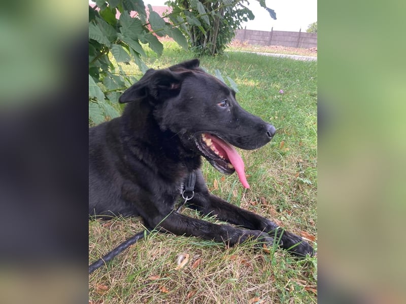 Aktiver Rolly sucht unternehmungslustige Halter, die ihn körperlich und geistig auslasten !