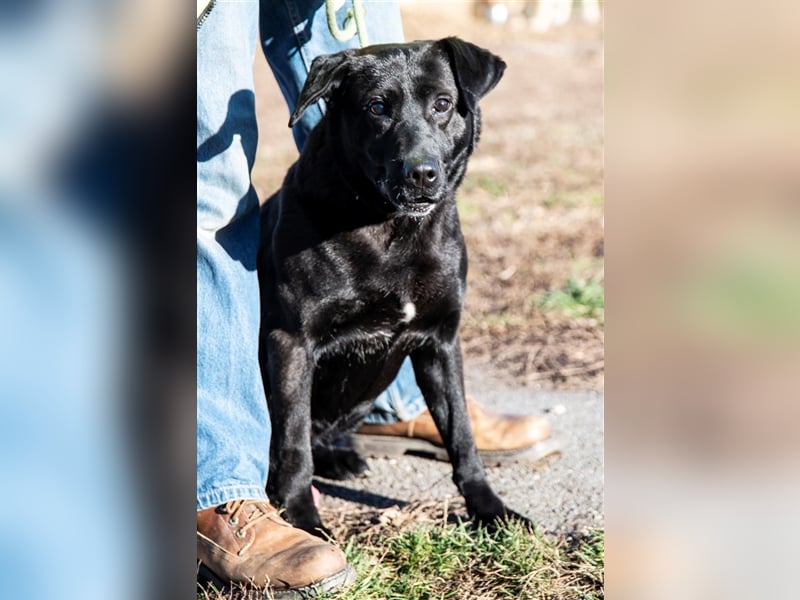 Aktiver Rolly sucht unternehmungslustige Halter, die ihn körperlich und geistig auslasten !