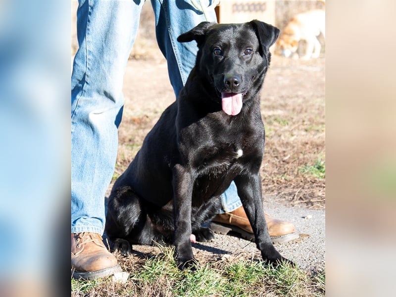 Aktiver Rolly sucht unternehmungslustige Halter, die ihn körperlich und geistig auslasten !