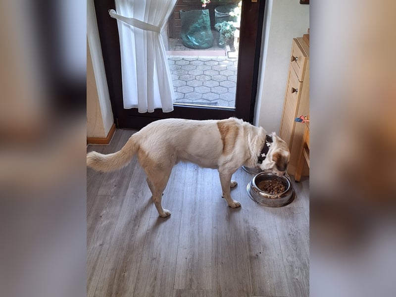 Barney sucht ein neues Zuhause  wegen familiären Veränderungen !