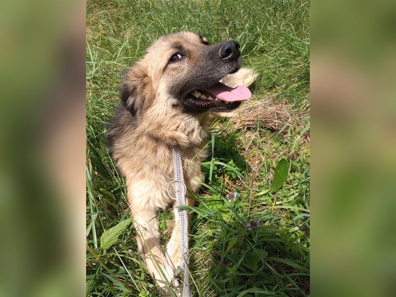 JESSY *bei unserer Pflegestelle in 46286 Dorsten*