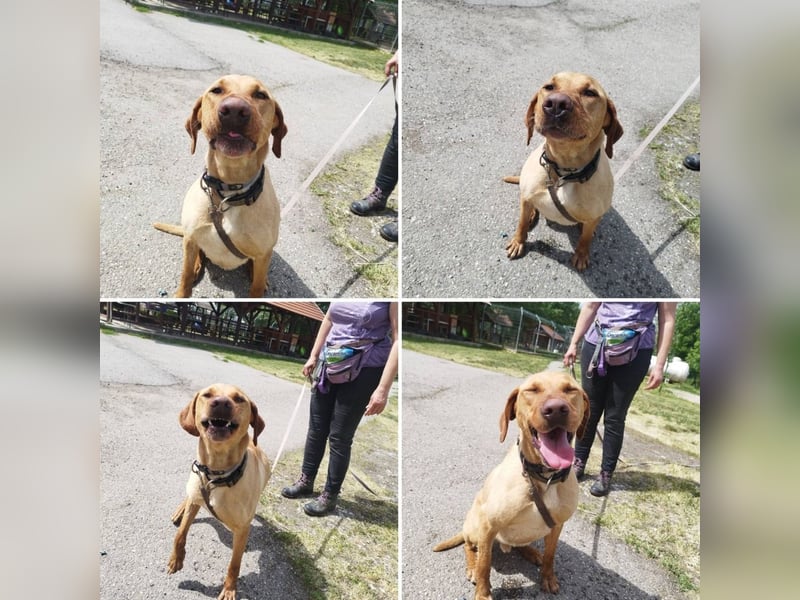 Boburék, evtl. Labrador-Mix, ist aktiv und wasserbegeistert !