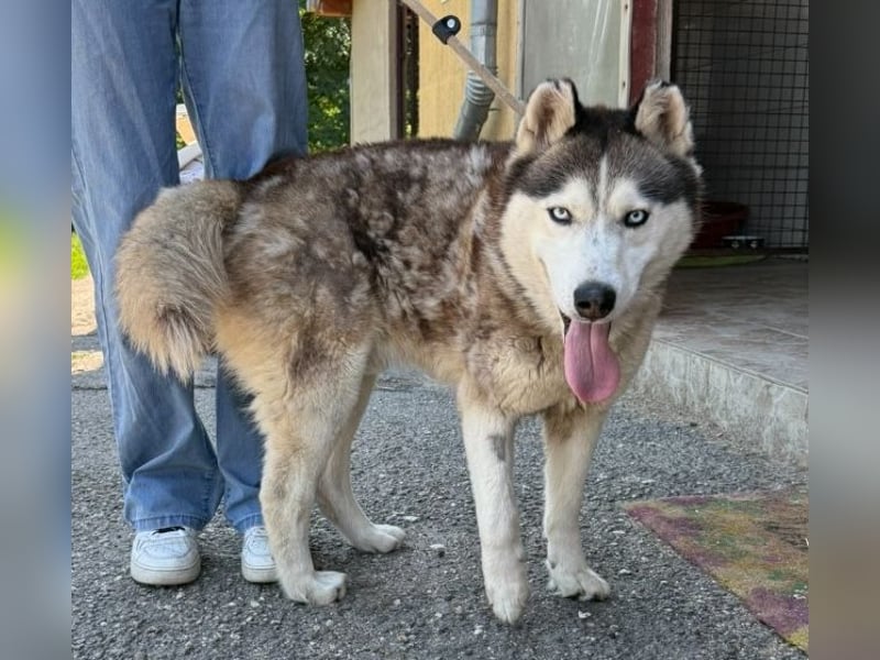 Wasserbegeisteter Husky Hektor such seine "für immer" Menschen !