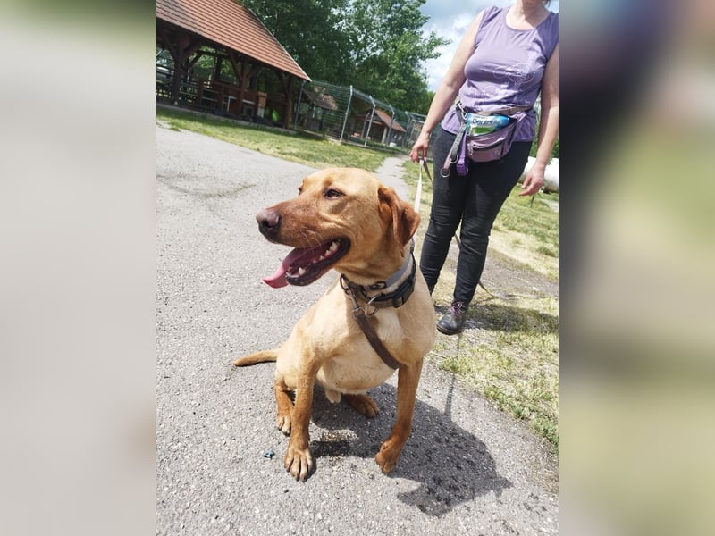 Boburék, evtl. Labrador-Mix, ist aktiv und wasserbegeistert !