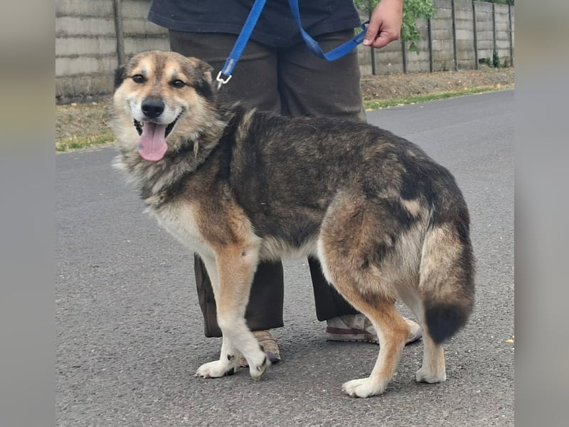 Wolf ist freundlich, aktiv,unkompliziert, lernwillig !