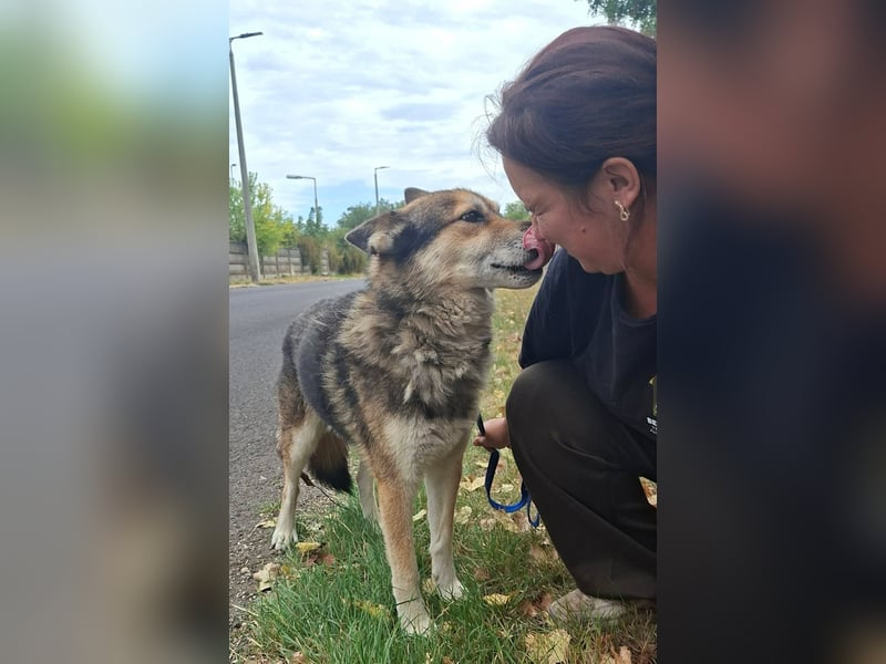 Wolf ist freundlich, aktiv,unkompliziert, lernwillig !