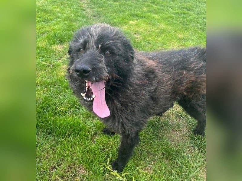 Anton - fröhlicher Wuschel sucht liebevolle Familie