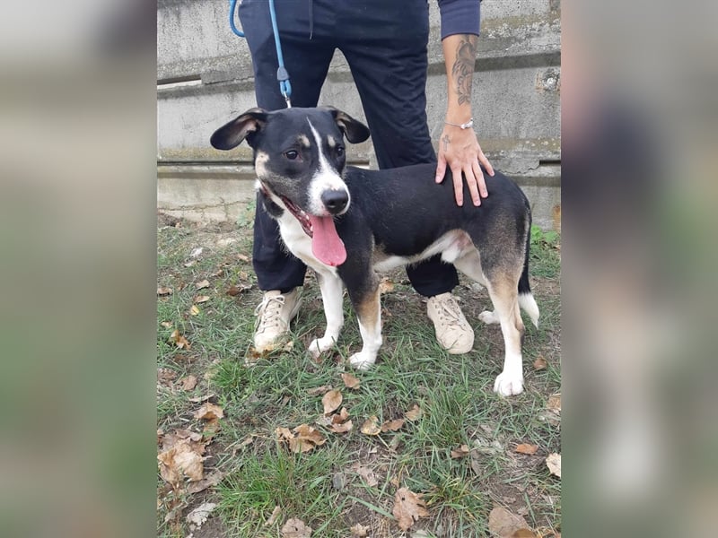 Wer verliebt sich in den hübschen Frank !