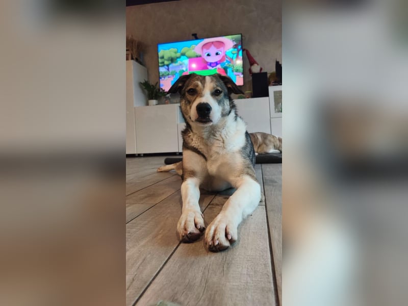 Liberty - freundlich, unkompliziert und verschmust