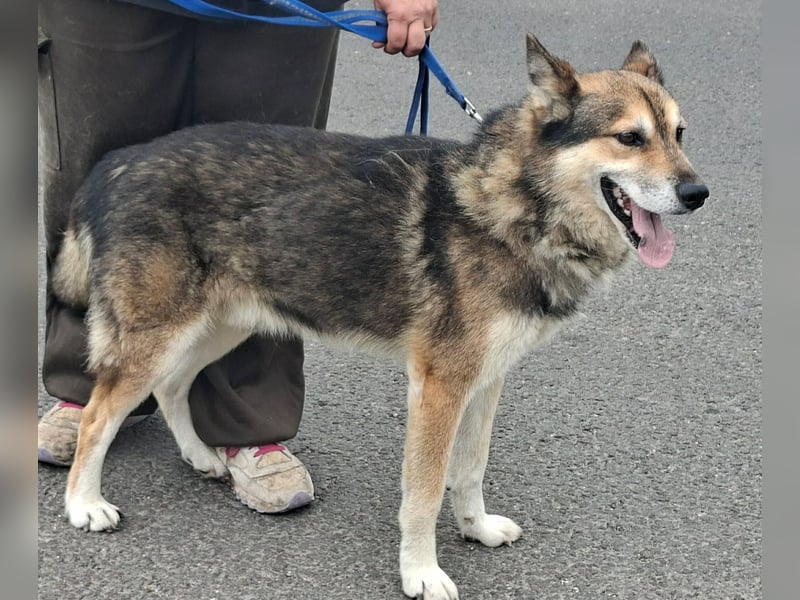 Wolf ist freundlich, aktiv,unkompliziert, lernwillig !