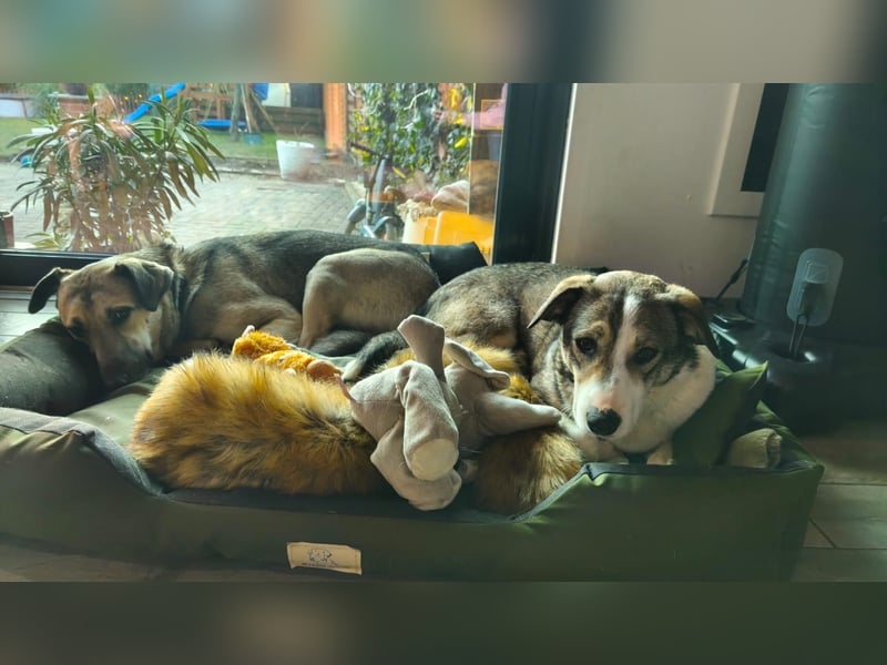 Liberty - freundlich, unkompliziert und verschmust