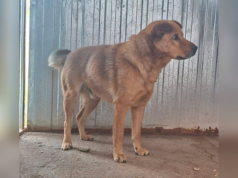 Archie sucht Liebe und Geborgenheit !