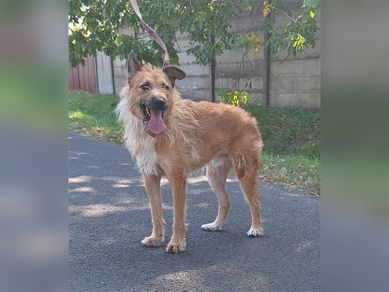 Figaro ist sehr freundlich und anhänglich !