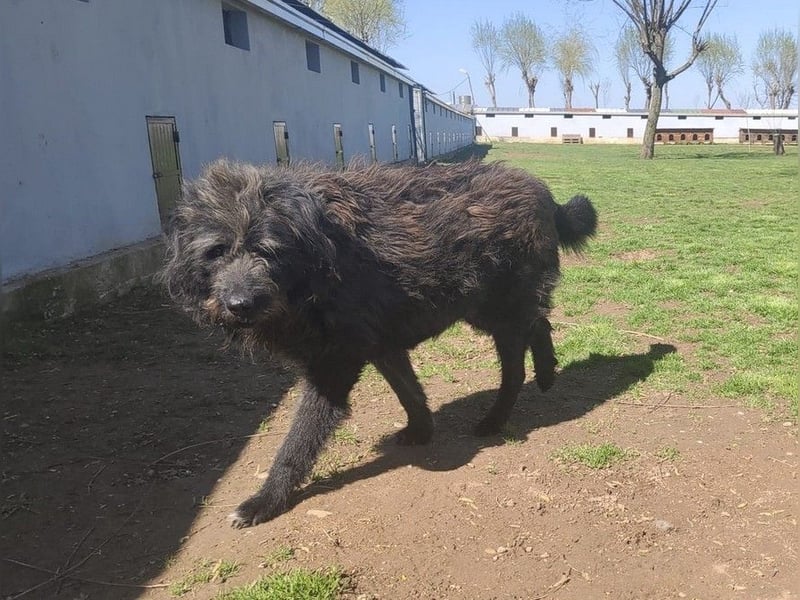 Anton - fröhlicher Wuschel sucht liebevolle Familie