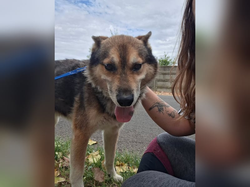 Wolf ist freundlich, aktiv,unkompliziert, lernwillig !