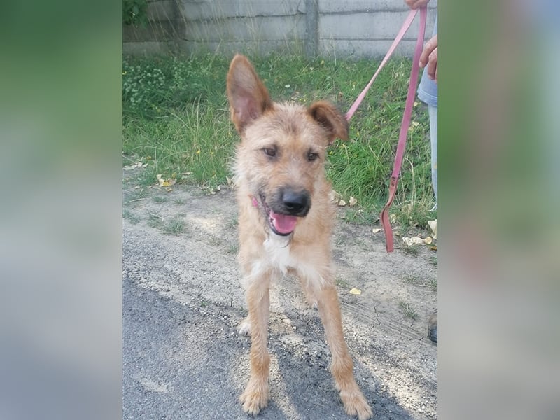 Figaro ist sehr freundlich und anhänglich !