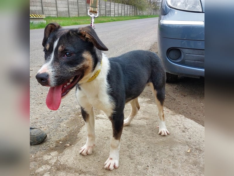 Wer verliebt sich in den hübschen Frank !