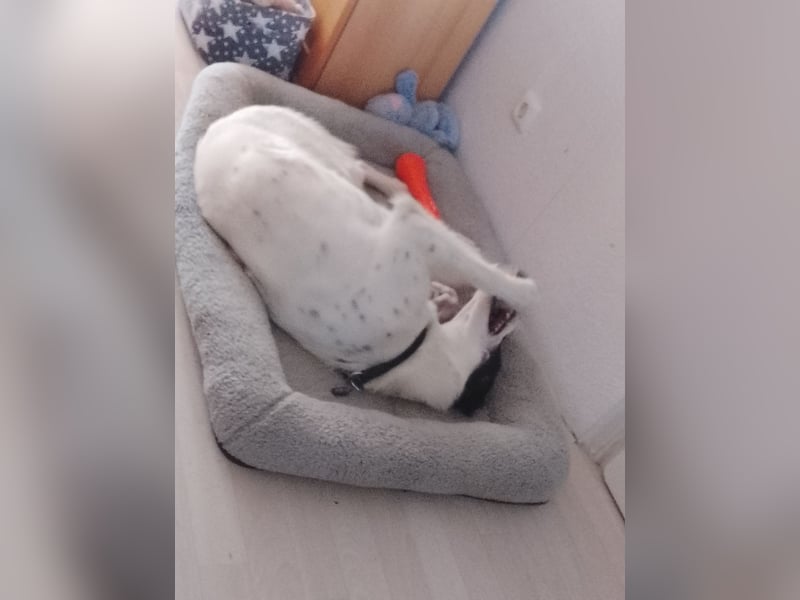 Nala sucht ihr Zuhause