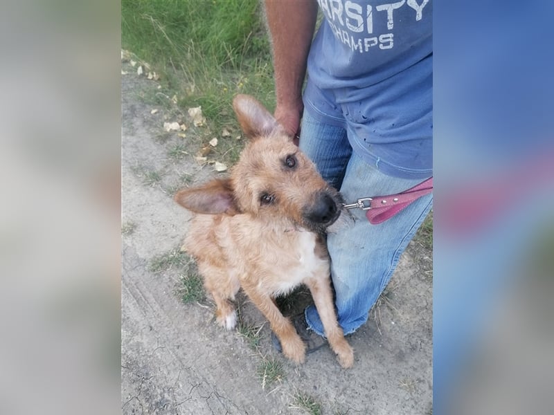 Figaro ist sehr freundlich und anhänglich !