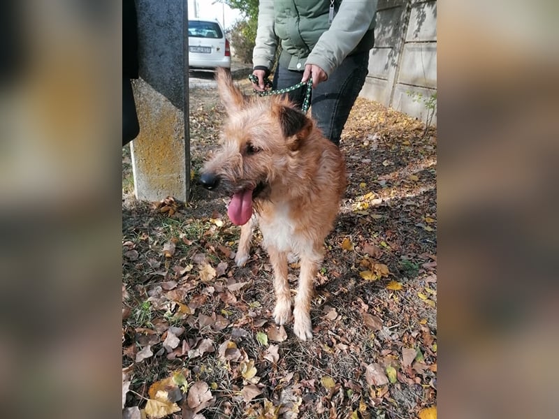 Figaro ist sehr freundlich und anhänglich !