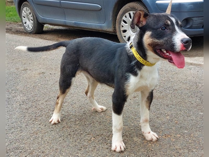 Wer verliebt sich in den hübschen Frank !