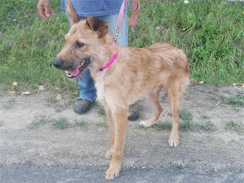 Figaro ist sehr freundlich und anhänglich !