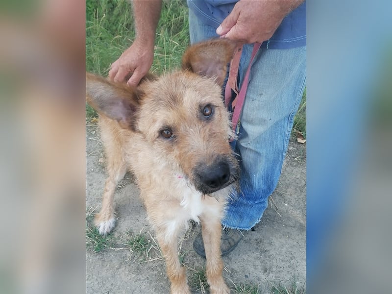 Figaro ist sehr freundlich und anhänglich !