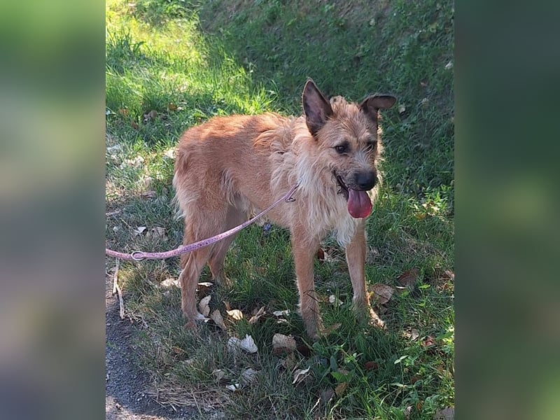 Figaro ist sehr freundlich und anhänglich !