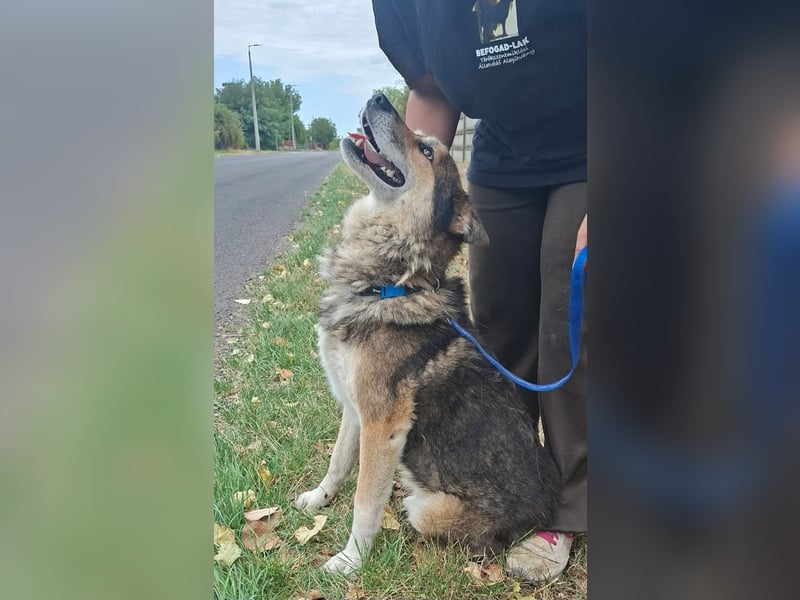 Wolf ist freundlich, aktiv,unkompliziert, lernwillig !