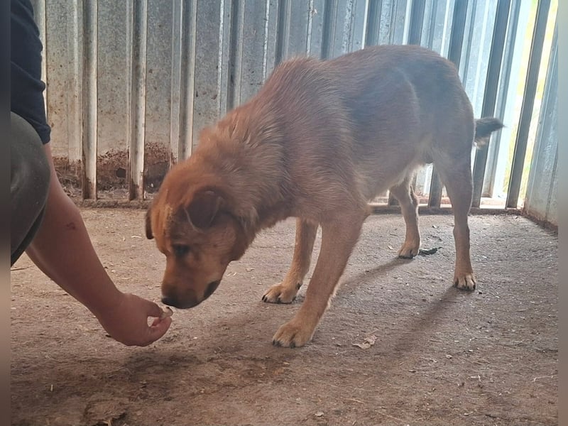 Archie sucht Liebe und Geborgenheit !