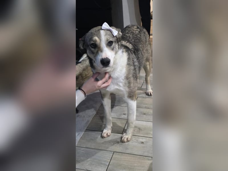 Liberty - freundlich, unkompliziert und verschmust