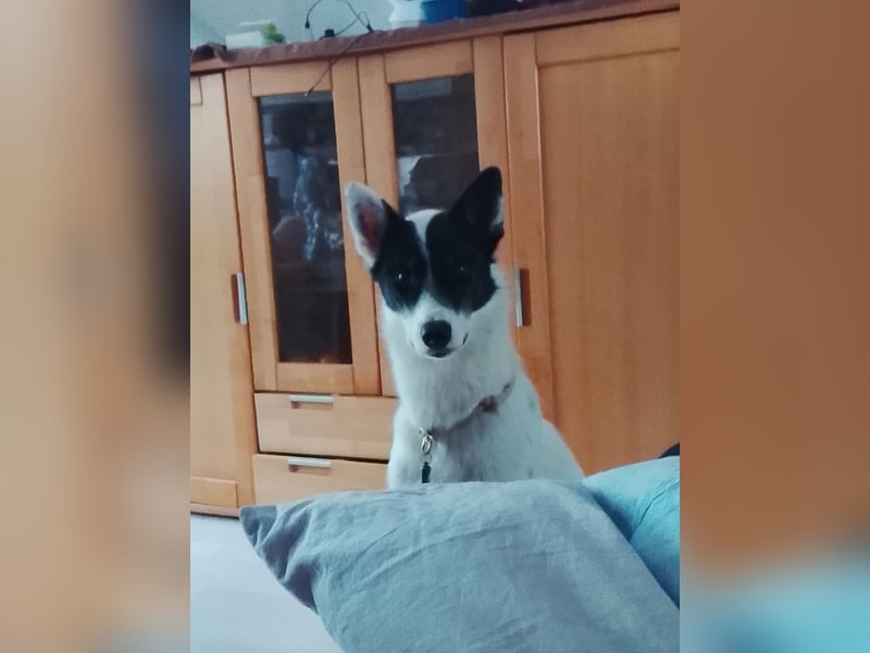 Nala sucht ihr Zuhause