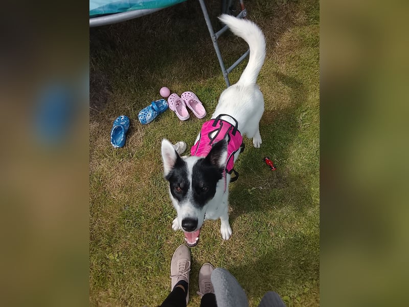 Nala sucht ihr Zuhause