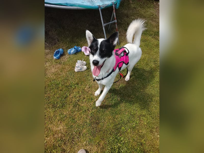 Nala sucht ihr Zuhause