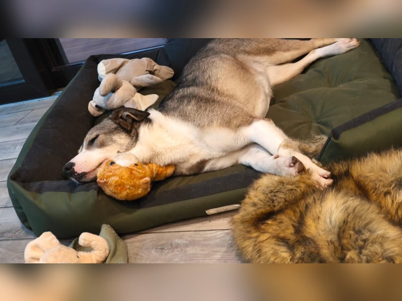 Liberty - freundlich, unkompliziert und verschmust