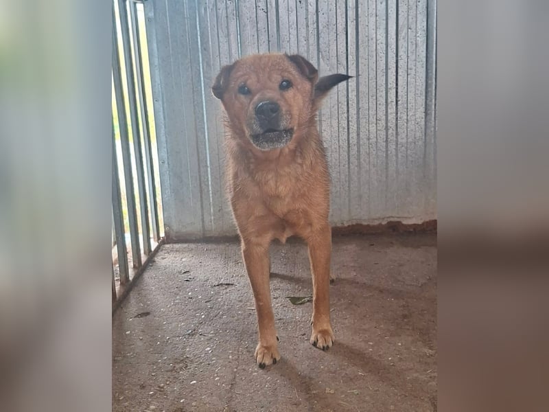 Archie sucht Liebe und Geborgenheit !