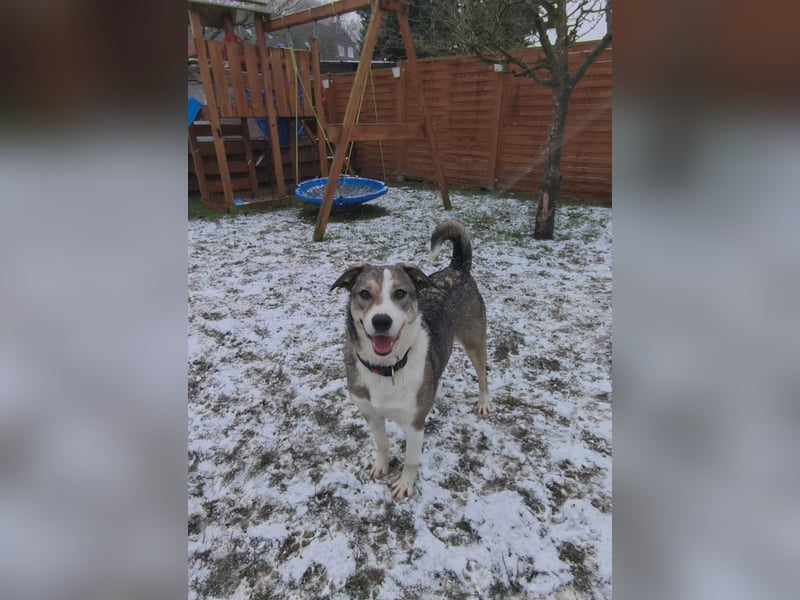 Liberty - freundlich, unkompliziert und verschmust