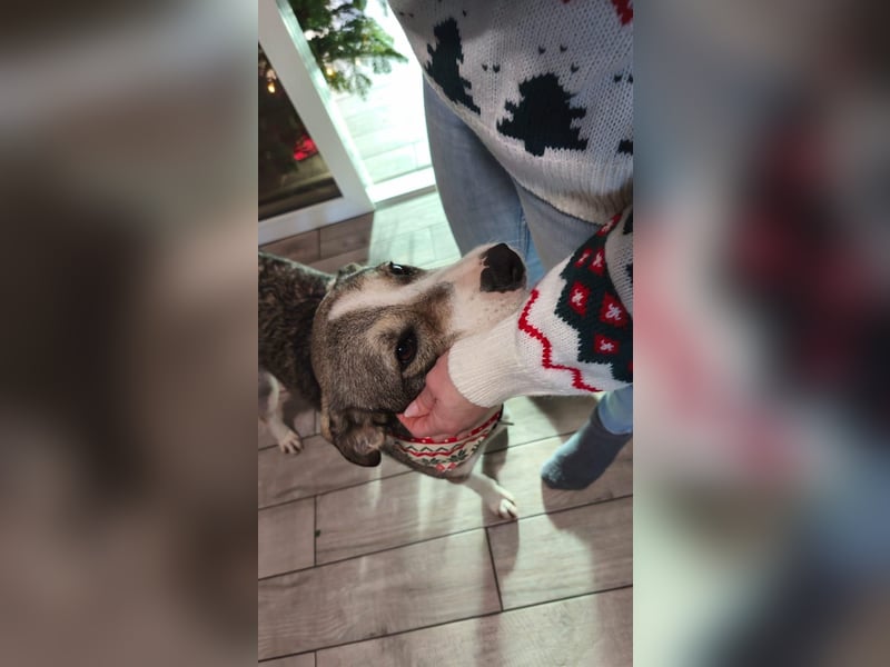 Liberty - freundlich, unkompliziert und verschmust