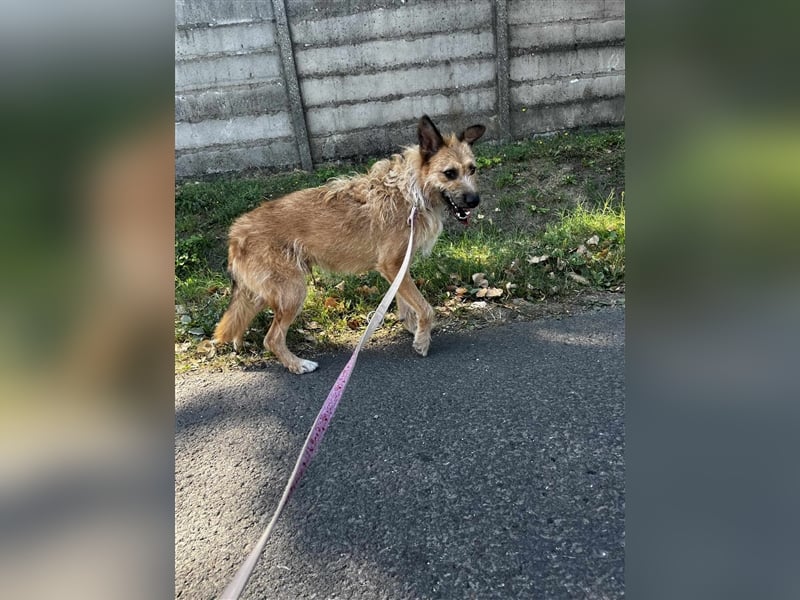 Figaro ist sehr freundlich und anhänglich !