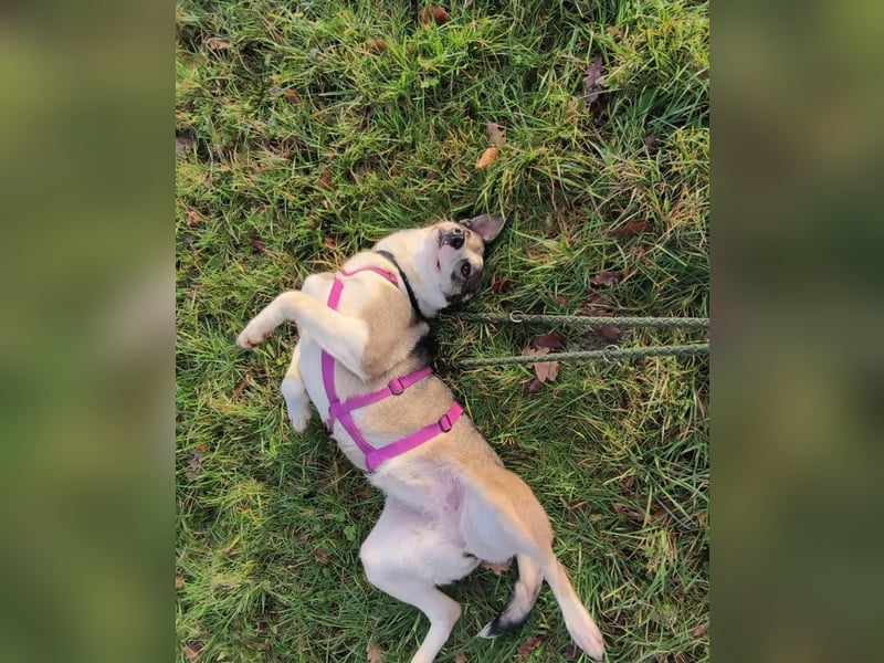 Liberty - freundlich, unkompliziert und verschmust